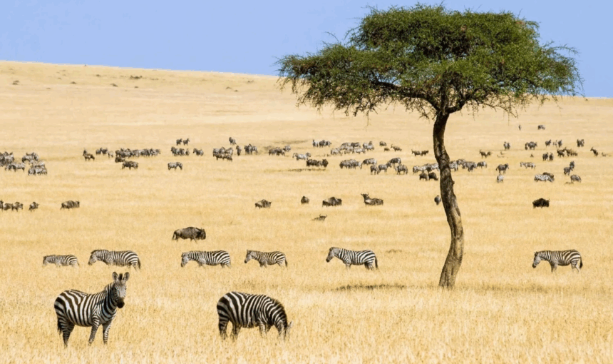 Safaris économiques en Afrique de l’Est – Circuits en groupe, camping et transports partagés avec Tour Afrique Orientale