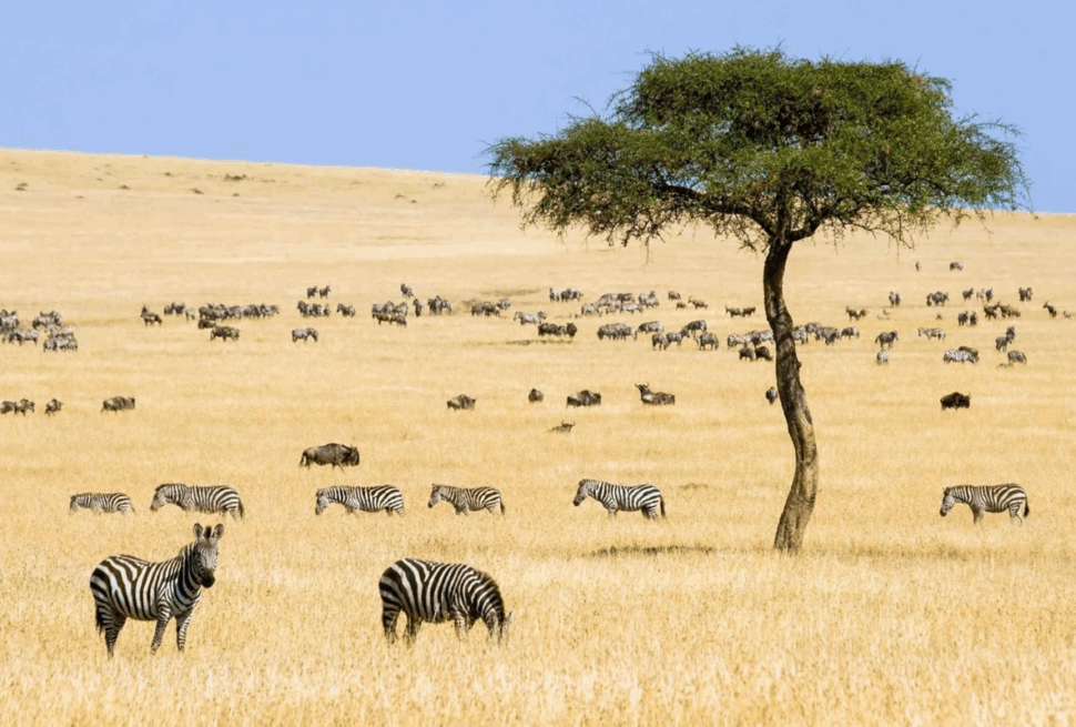 Safaris économiques