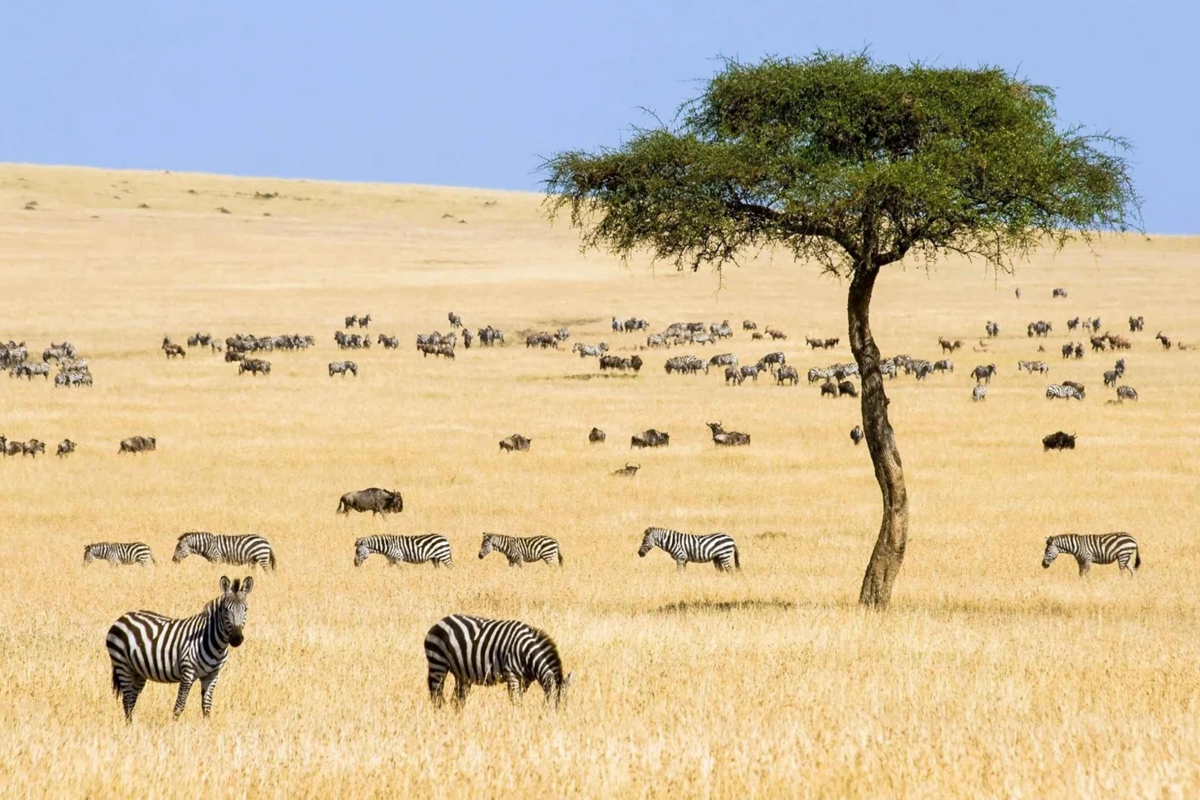 Safaris économiques