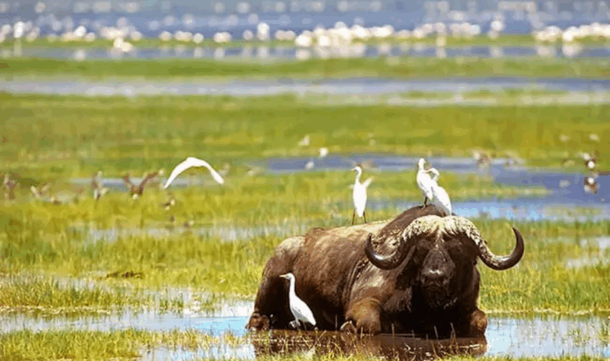 Safaris en Bateau au Kenya et en Tanzanie : Hippos, Crocodiles et Oiseaux