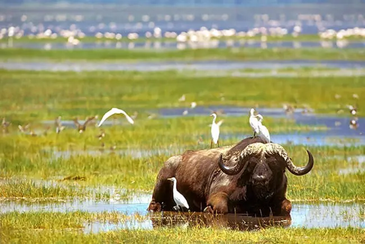 Safaris en Bateau au Kenya et en Tanzanie : Hippos, Crocodiles et Oiseaux