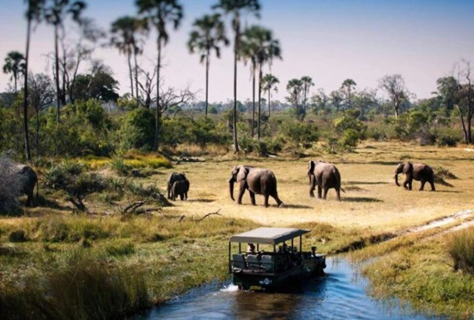 Découvrez les meilleures aventures de safari en Tanzanie avec Tour Afrique Orientale : Serengeti, Ngorongoro, Tarangire et extension à Zanzibar. Voyages sur mesure et conseils pratiques inclus