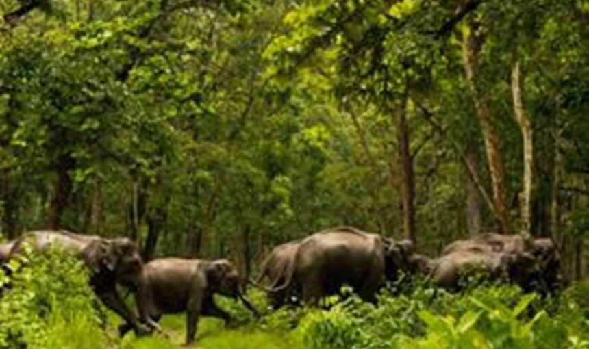 Shimba Hills : Forêts Côtières et Troupeaux d’Éléphants