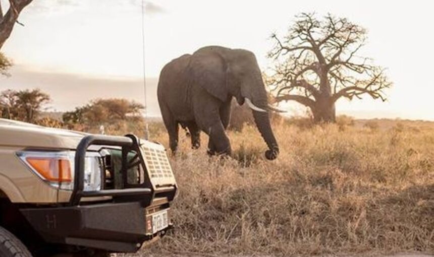 À quelle distance peut-on approcher la faune ? Conseils essentiels de sécurité et d’étiquette pour un safari