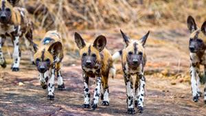 Découvrez le Parc National de Nyerere (Selous), un paradis sauvage en Tanzanie pour des safaris en bateau, 4x4 et à pied. Une expérience authentique au cœur de la nature !