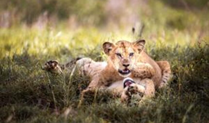 Maasai Mara : Assistez à la Grande Migration