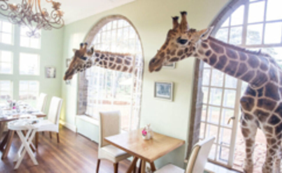 his magical experience awaits you at Giraffe Manor, an iconic boutique hotel located in Nairobi, Kenya. Known worldwide for its resident Rothschild's giraffes, this unique destination combines wildlife, luxury, and conservation in a way that enchants travelers of all ages.