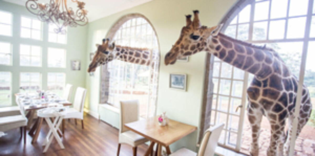 his magical experience awaits you at Giraffe Manor, an iconic boutique hotel located in Nairobi, Kenya. Known worldwide for its resident Rothschild's giraffes, this unique destination combines wildlife, luxury, and conservation in a way that enchants travelers of all ages.