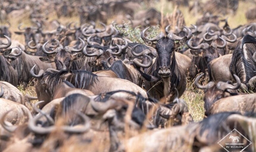 Une Journée dans la Vie d’un Guide Safari : Dans les Coulisses avec Tour Afrique Orientale