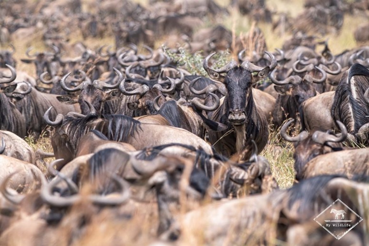 Une Journée dans la Vie d'un Guide Safari : Dans les Coulisses avec Tour Afrique Orientale
