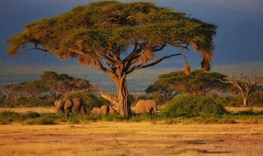 Escapades côtières et safaris au Kenya et en Tanzanie : L’aventure ultime avec Tour Afrique Orientale