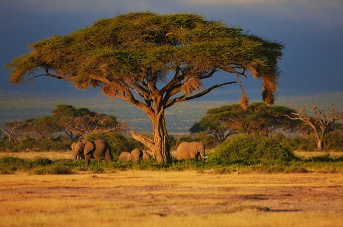 Escapades côtières et safaris au Kenya et en Tanzanie