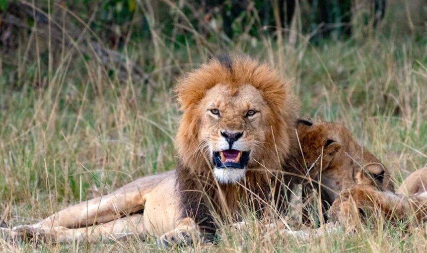 Safari en Afrique de l’Est, Circuit Kenya Tanzanie, Aventure Faunique en Afrique