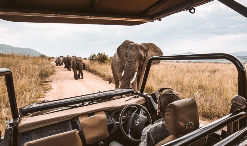 Safaris Écologiques : Comment Choisir des Circuits Éthiques et Durables en Afrique de l’Est