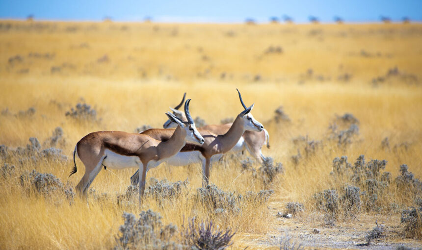 🌍 7 Raisons de Choisir des Safaris Privés en Afrique pour une Aventure Inoubliable