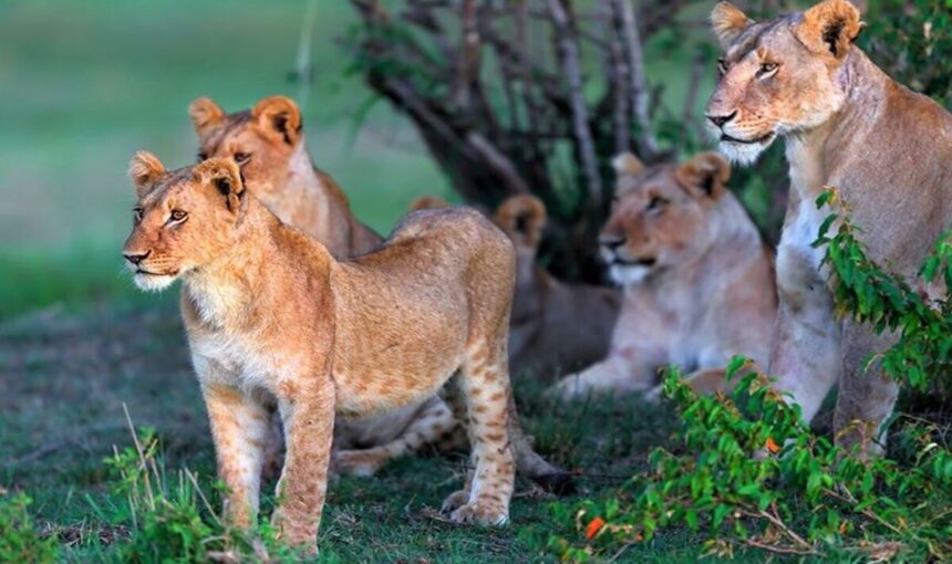 Prix Safari Tanzanie 10 Jours : Guide Complet des Coûts pour une Aventure Inoubliable en 2025