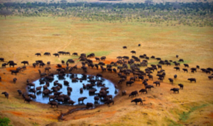 Prix Safari : 7 Facteurs Clés pour Planifier Votre Aventure Inoubliable au Parc National Nakuru en 2025