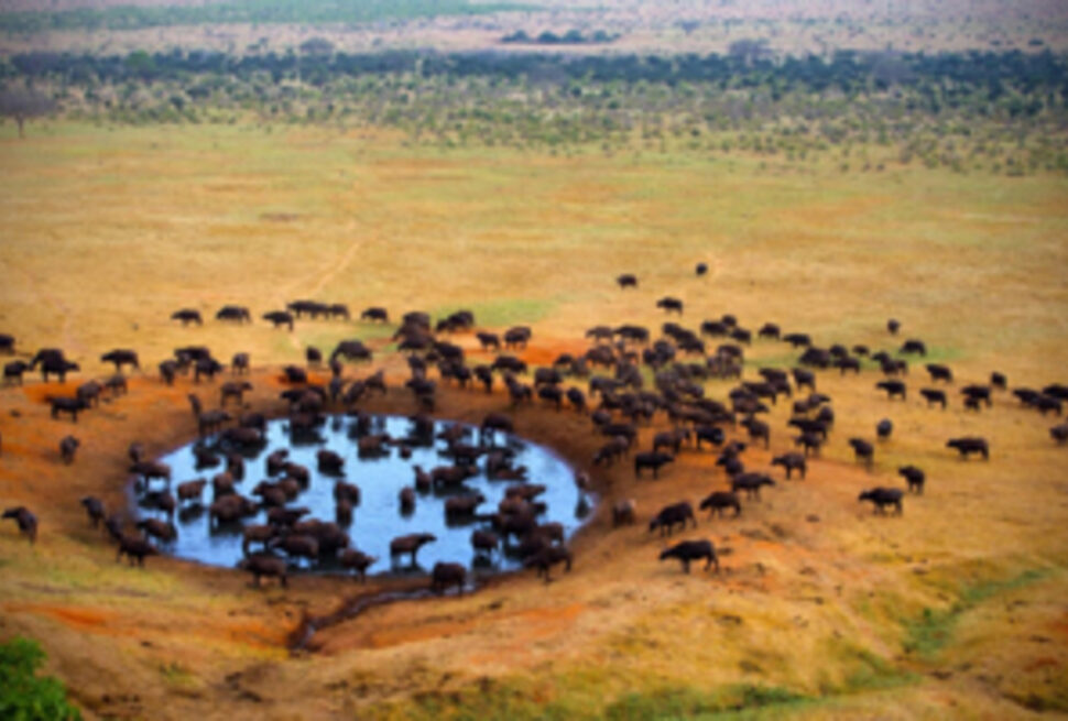 Prix Safari : 7 Facteurs Clés pour Planifier Votre Aventure Inoubliable au Parc National Nakuru en 2025