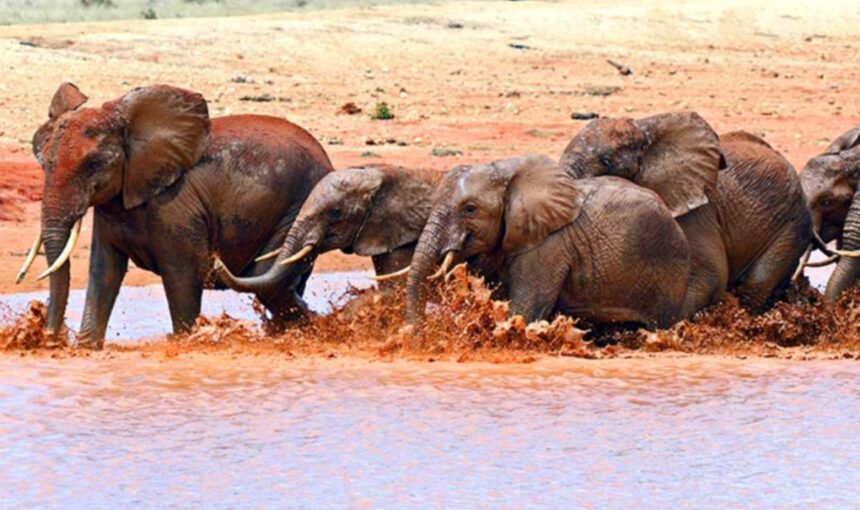 Tsavo Est ou Ouest : 7 Raisons de Découvrir Ces Parcs Emblématiques pour le Meilleur Safari Afrique en 2025