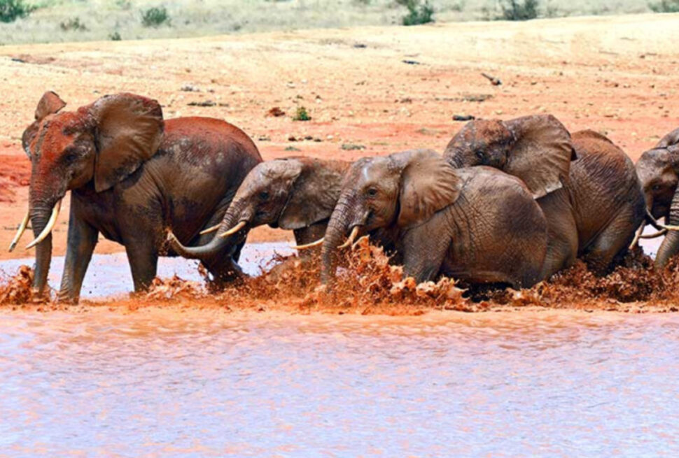 Tsavo Est ou Ouest : 7 Raisons de Découvrir Ces Parcs Emblématiques pour le Meilleur Safari Afrique en 2025