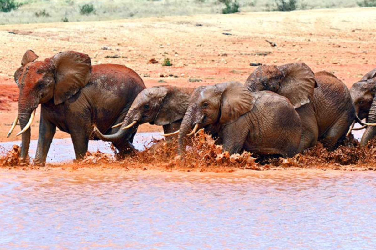 Tsavo Est ou Ouest : 7 Raisons de Découvrir Ces Parcs Emblématiques pour le Meilleur Safari Afrique en 2025