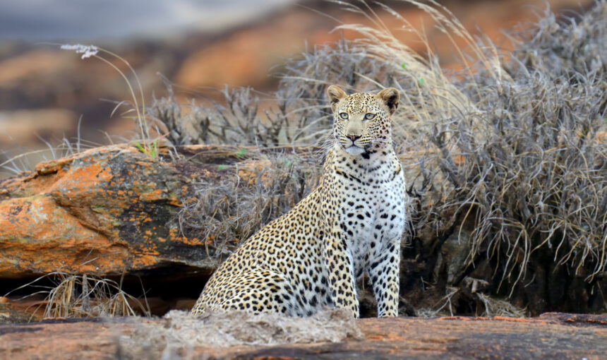 Wild Serenity Safaris : Le Meilleur Safari Afrique à Tsavo Est et Ouest en 2025