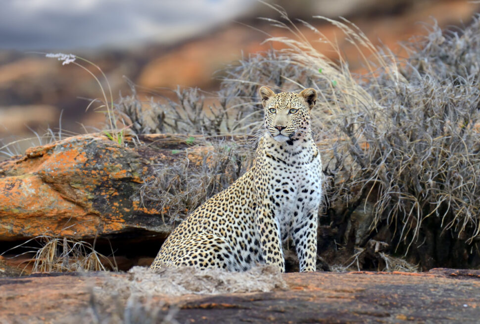 Wild Serenity Safaris : Le Meilleur Safari Afrique à Tsavo Est et Ouest en 2025