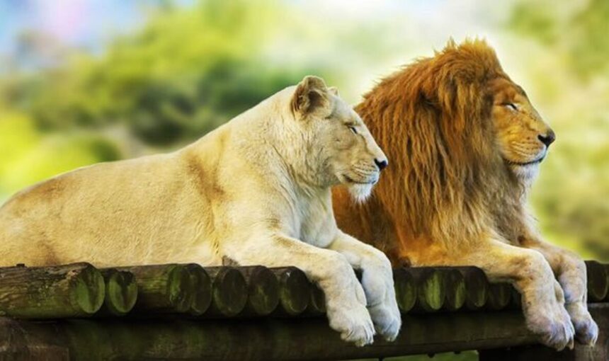 💕 Safari Romantique en Afrique de l’Est : 7 Raisons de Vivre une Aventure à Deux Inoubliable