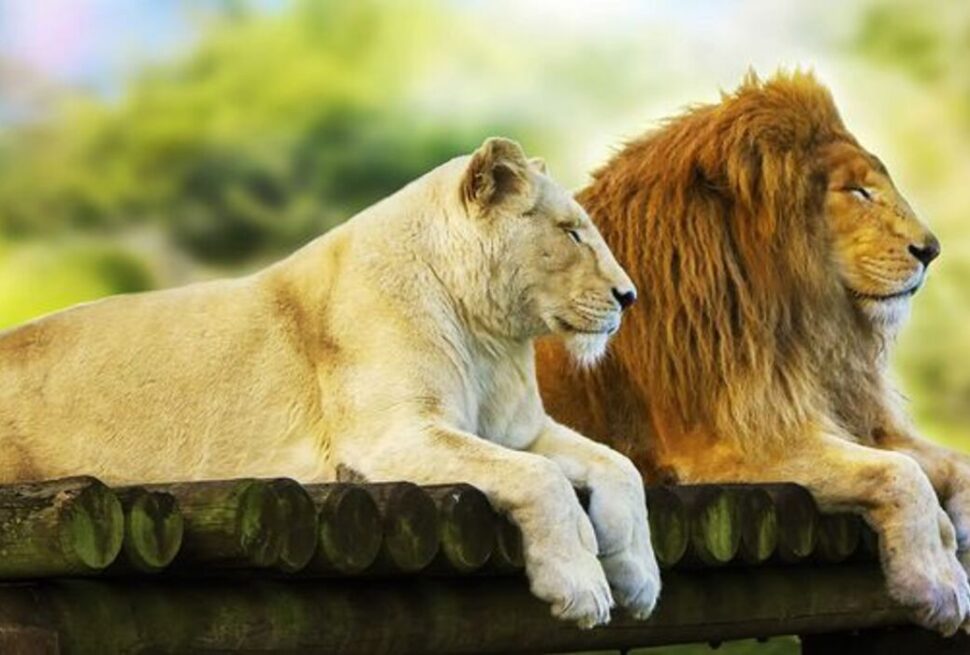 Safari Romantique en Afrique de l’Est : 7 Raisons de Vivre une Aventure à Deux Inoubliable