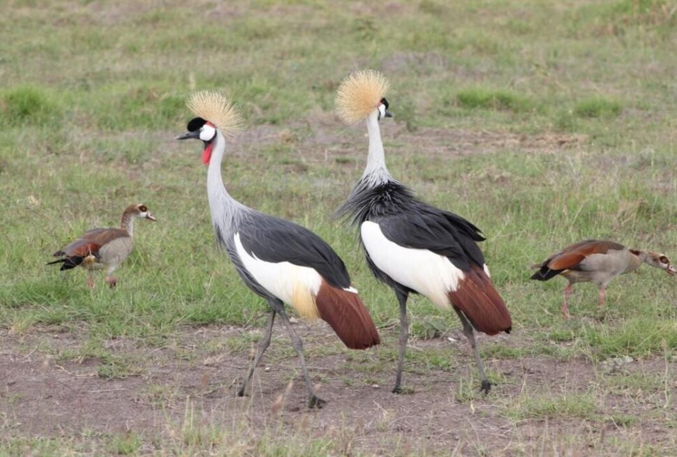 Safari Ornitho en Afrique de l’Est : 10 Raisons de Partir à l’Aventure avec vos Jumelles