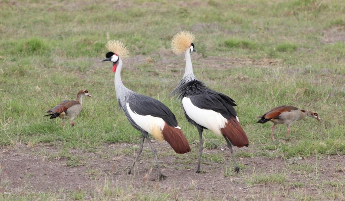 Safari Ornitho en Afrique de l’Est : 10 Raisons de Partir à l’Aventure avec vos Jumelles