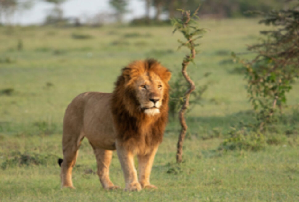 7 raisons palpitantes de vivre une aventure de safari à Tsavo Est