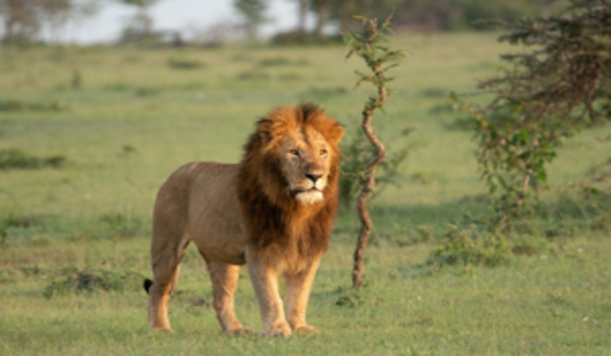 7 raisons palpitantes de vivre une aventure de safari à Tsavo Est