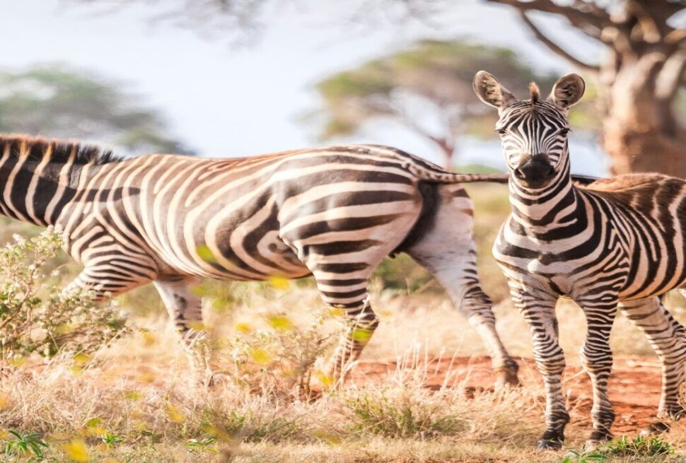 Tour d’Afrique : 7 Raisons de Choisir un Voyage Inoubliable à Travers le Continent