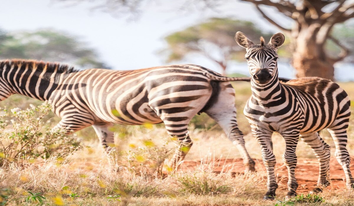Tour d’Afrique : 7 Raisons de Choisir un Voyage Inoubliable à Travers le Continent