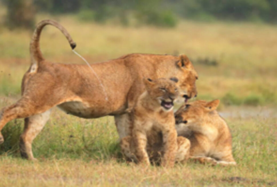 Ruaha National Park: La Perle Cachée de la Tanzanie Sauvage
