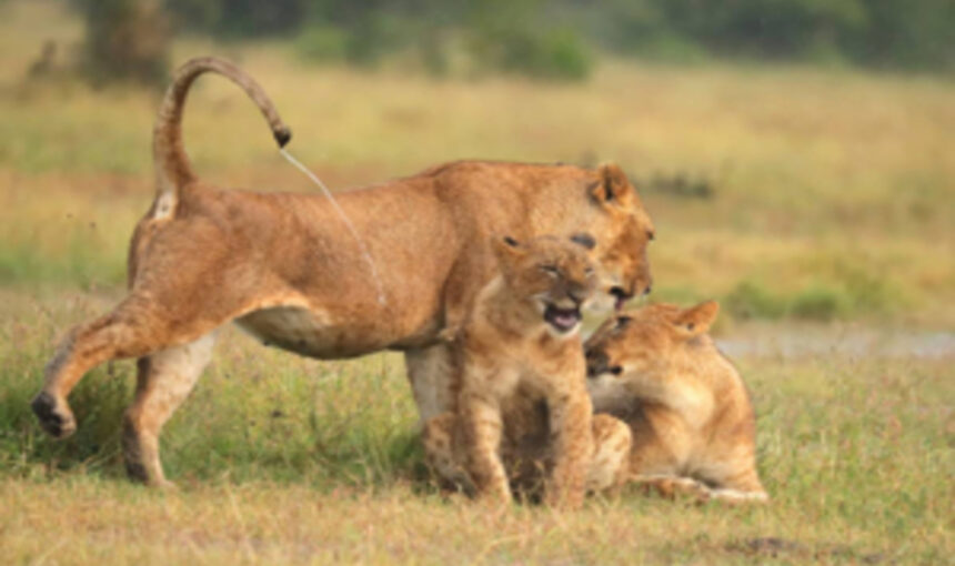 Parc national du Serengeti : Grande migration et lodges de luxe