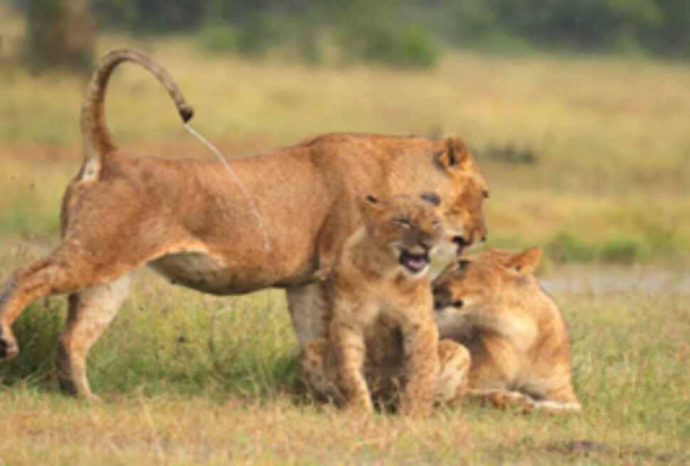 Pourquoi visiter le parc national du Serengeti