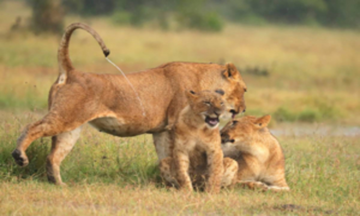 Pourquoi visiter le parc national du Serengeti