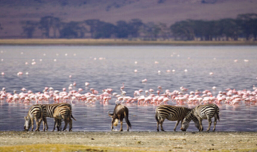 Parc National Nakuru : 7 Raisons Captivantes pour un Safari Inoubliable au Kenya