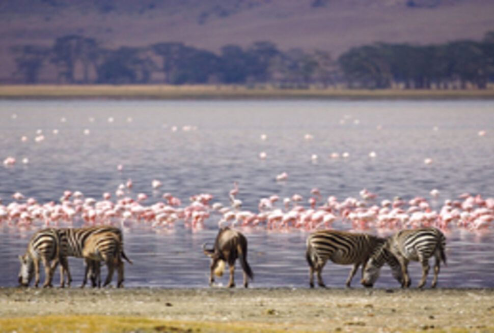 Parc National Nakuru : 7 Raisons Captivantes pour un Safari Inoubliable au Kenya