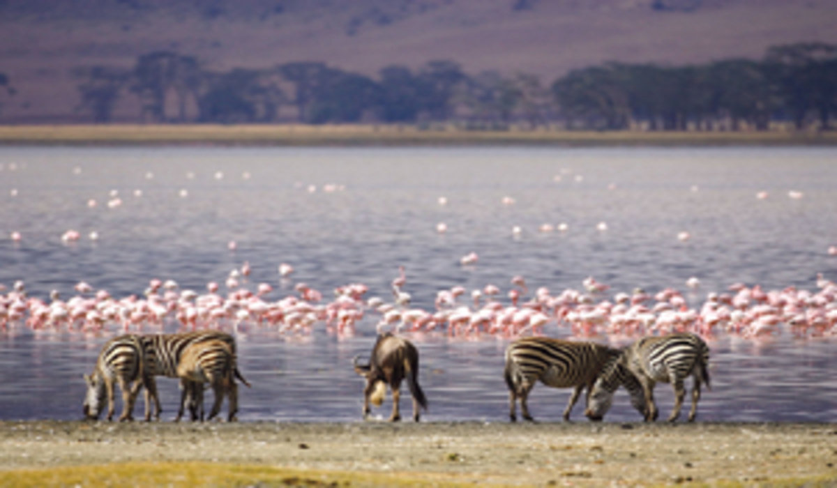 Parc National Nakuru : 7 Raisons Captivantes pour un Safari Inoubliable au Kenya