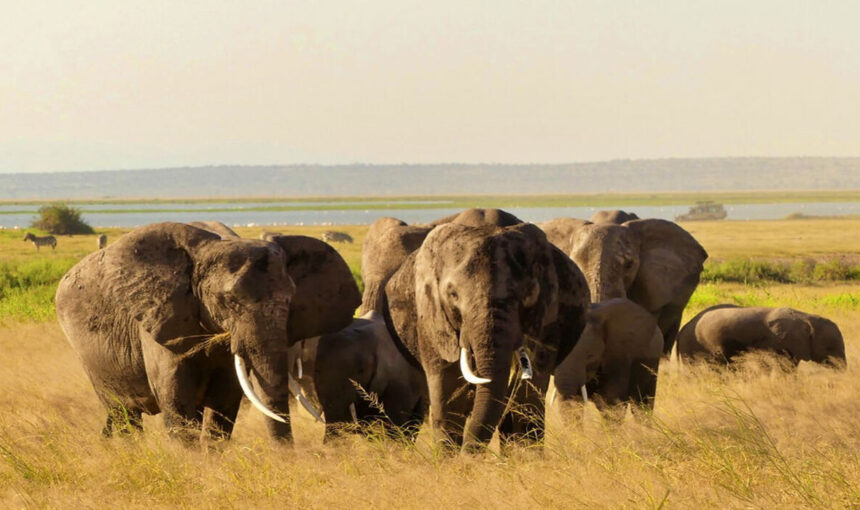 Parc National d’Amboseli : Terre des Plus Grands Éléphants d’Afrique et des Big 5