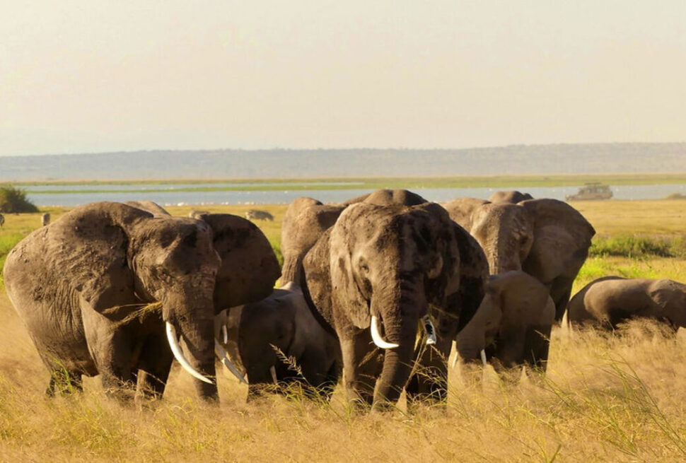 Terre des Plus Grands Éléphants d'Afrique et des Big 5