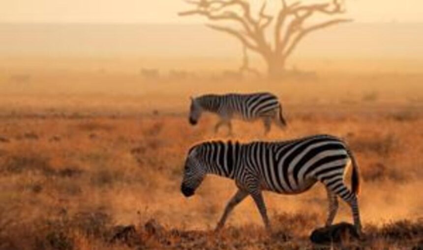 Voyages Sur Mesure en Afrique de l’Est : Safaris Économiques ou Luxe (Guide Complet)