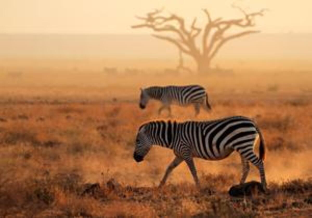 Voyages Sur Mesure en Afrique de l’Est : Safaris Économiques ou Luxe (Guide Complet)