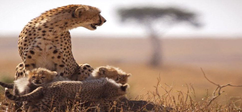 Serengeti & Maasai Mara : 8 Raisons Époustouflantes pour un Safari Inoubliable
