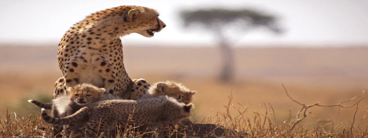 Serengeti & Maasai Mara : 8 Raisons Époustouflantes pour un Safari Inoubliable