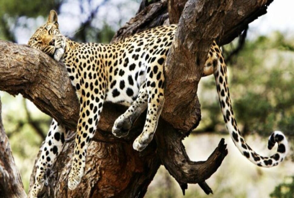 Pourquoi Tour Afrique Orientale Est le Meilleur Choix pour un Safari en Afrique de l’Est