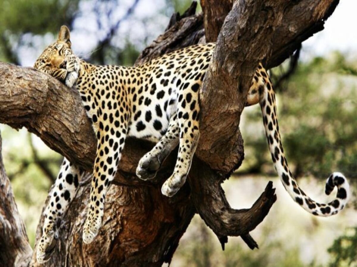 Pourquoi Tour Afrique Orientale Est le Meilleur Choix pour un Safari en Afrique de l’Est